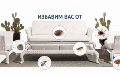 Клопів знищити Інноваційні методи